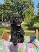 Sunshine, a female Goldendoodle and Poodle - Standard  for sale in Houston, TX – 2 of 5