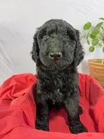 Stanley, a male Goldendoodle for sale in Houston, TX – 3 of 7