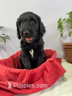 Spinner-Bait – Goldendoodle puppy for sale in Houston, TX