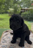 Tan, a male Goldendoodle for sale in Houston, TX – 2 of 3