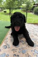 Tan, a male Goldendoodle for sale in Houston, TX – 1 of 3