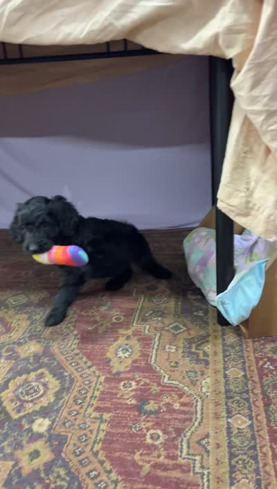 Tatter-Tot, a female Goldendoodle and Poodle - Standard  for sale in Houston, TX – 4 of 8