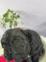 Pumpkin, a male Goldendoodle and Poodle - Standard  for sale in Houston, TX – 4 of 8