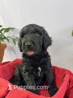 Bullet – Goldendoodle, Poodle - Standard  puppy for sale in Houston, TX