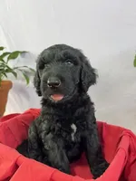 Bullet, a male Goldendoodle and Poodle - Standard  for sale in Houston, TX – 1 of 7