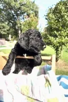 Lucas, a male Goldendoodle for sale in Houston, TX – 2 of 7