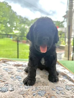Dark Green – Goldendoodle puppy for sale in Houston, TX