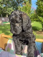 Henry, a male Goldendoodle for sale in Houston, TX – 3 of 6