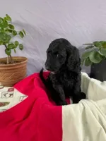 Tatter-Tot, a female Goldendoodle and Poodle - Standard  for sale in Houston, TX – 3 of 8