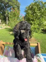 Henry, a male Goldendoodle for sale in Houston, TX – 2 of 6