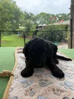 Silver, a male Goldendoodle for sale in Houston, TX – 2 of 3