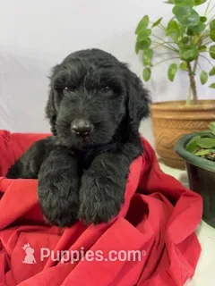 Bullet - Ready for Delivery or Pick-up – Goldendoodle, Poodle - Standard  puppy for sale in The Woodlands, TX