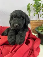 Bullet, a male Goldendoodle and Poodle - Standard  for sale in Houston, TX – 2 of 7