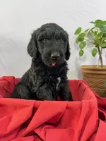 Bullet, a male Goldendoodle and Poodle - Standard  for sale in Houston, TX – 3 of 7