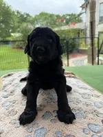 Turquoise, a female Goldendoodle for sale in Houston, TX – 3 of 3