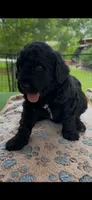 Blue, a male Goldendoodle for sale in Houston, TX – 2 of 3