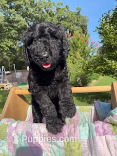 Sunshine – Goldendoodle, Poodle - Standard  puppy for sale in Houston, TX