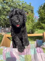 Sunshine, a female Goldendoodle and Poodle - Standard  for sale in Houston, TX – 1 of 5