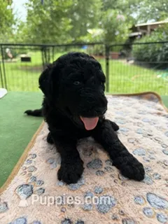 Stanley - Ready for Delivery or Pick-up – Goldendoodle puppy for sale in The Woodlands, TX