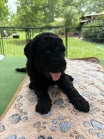 Tan, a male Goldendoodle for sale in Houston, TX – 3 of 3