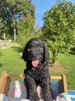Henry, a male Goldendoodle for sale in Houston, TX – 1 of 6