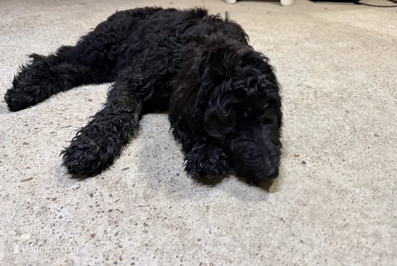 Pumpkin - Ready for Delivery or Pick-up – Goldendoodle, Poodle - Standard  puppy for sale in The Woodlands, TX