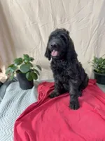 Henry - Ready for Delivery or Pick-up, a male Goldendoodle for sale in The Woodlands, TX – 3 of 9
