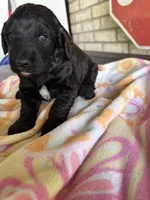 Purple, a female Goldendoodle and Poodle - Standard  for sale in Houston, TX – 3 of 3