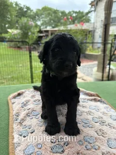 Turquoise – Goldendoodle puppy for sale in Houston, TX