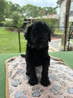 Turquoise, a female Goldendoodle for sale in Houston, TX – 1 of 3
