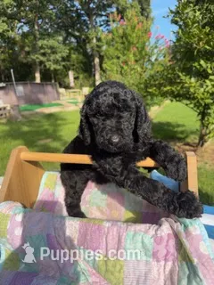 Glenda - She is Ready for Delivery or Pick-up – Goldendoodle puppy for sale in The Woodlands, TX
