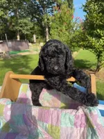 Glenda, a female Goldendoodle for sale in Houston, TX – 3 of 6