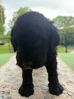 Dark Green, a male Goldendoodle for sale in Houston, TX – 3 of 4