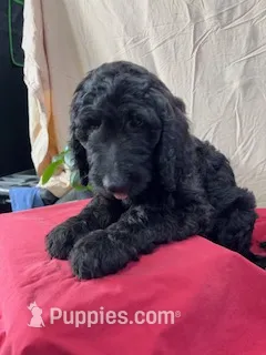 Pumpkin - Ready for Delivery or Pick-up – Goldendoodle, Poodle - Standard  puppy for sale in The Woodlands, TX