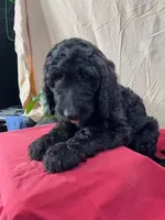Pumpkin - Ready for Delivery or Pick-up, a male Goldendoodle and Poodle - Standard  for sale in The Woodlands, TX – 3 of 8