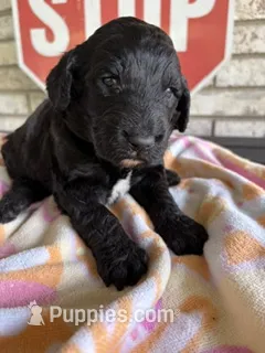Purple – Goldendoodle, Poodle - Standard  puppy for sale in Houston, TX