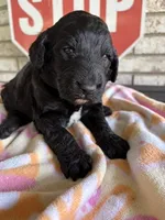 Purple, a female Goldendoodle and Poodle - Standard  for sale in Houston, TX – 1 of 3
