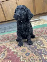 Tatter-Tot, a female Goldendoodle and Poodle - Standard  for sale in Houston, TX – 6 of 8