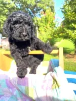 Tank , a male Goldendoodle and Poodle - Standard  for sale in Houston, TX – 2 of 7
