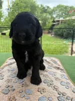 Orange, a male Goldendoodle for sale in Houston, TX – 3 of 3