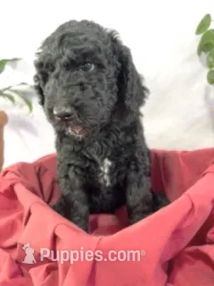 Tank  – Goldendoodle puppy for sale in Houston, TX