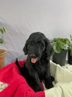 Tatter-Tot, a female Goldendoodle and Poodle - Standard  for sale in Houston, TX – 2 of 8
