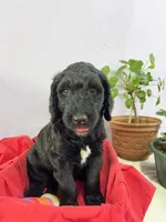 Spinner-Bait, a male Goldendoodle for sale in Houston, TX – 2 of 7