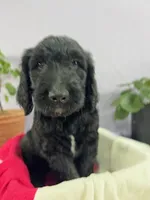 Pumpkin, a male Goldendoodle and Poodle - Standard  for sale in Houston, TX – 3 of 8