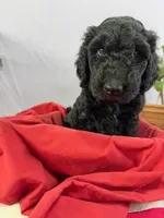 Stanley, a male Goldendoodle for sale in Houston, TX – 4 of 7