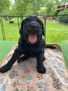 Red – Goldendoodle puppy for sale in Houston, TX
