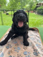 Red, a male Goldendoodle for sale in Houston, TX – 1 of 3