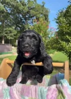 Lucas, a male Goldendoodle for sale in Houston, TX – 3 of 7