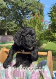 Lucas – Goldendoodle puppy for sale in Houston, TX
