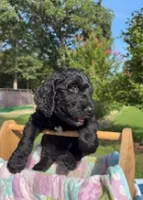 Lucas, a male Goldendoodle for sale in Houston, TX – 1 of 7